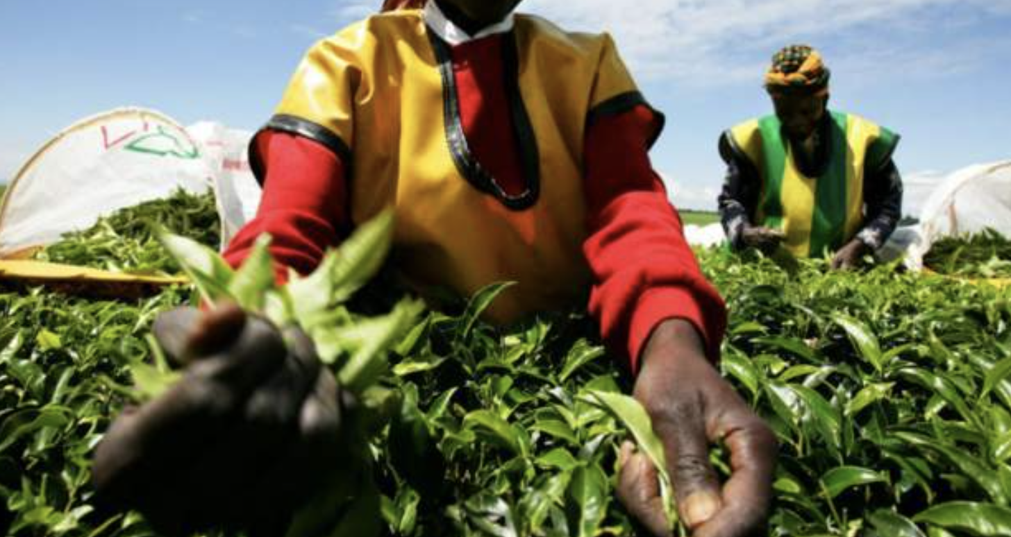 Kenyan women claim sex abuse in British-owned tea farms