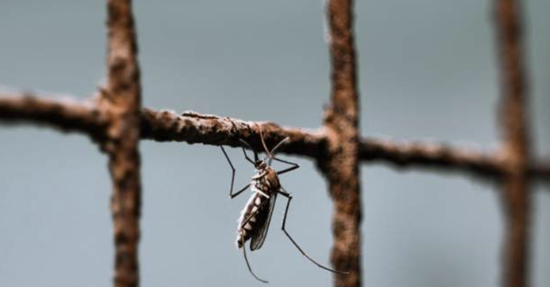 New mosquito brings year-round malaria to Kenya