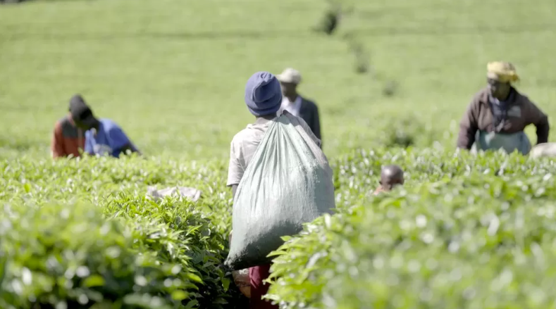Kenya to investigate 'sex for work' exposed in BBC tea documentary