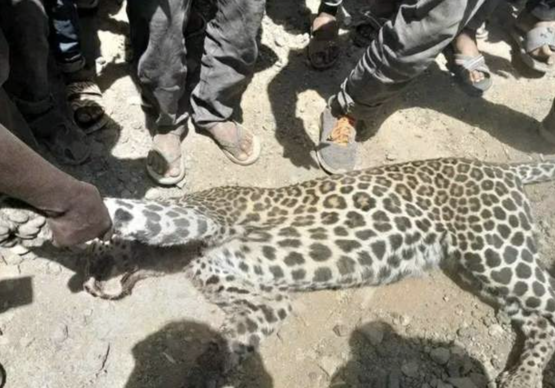 Leopard injures 13 including children in Ethiopia
