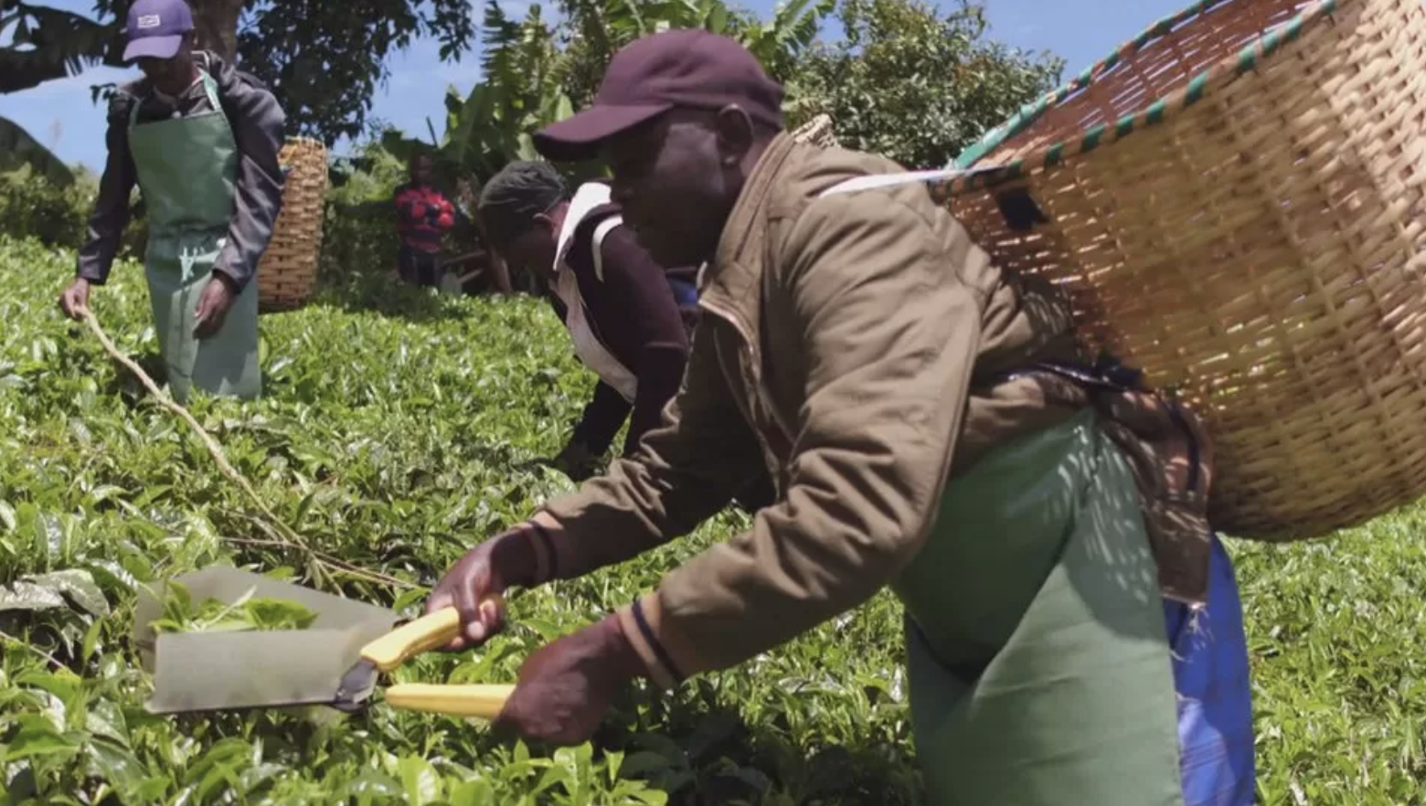 Scottish court won't understand Kenyan culture - tea firm 