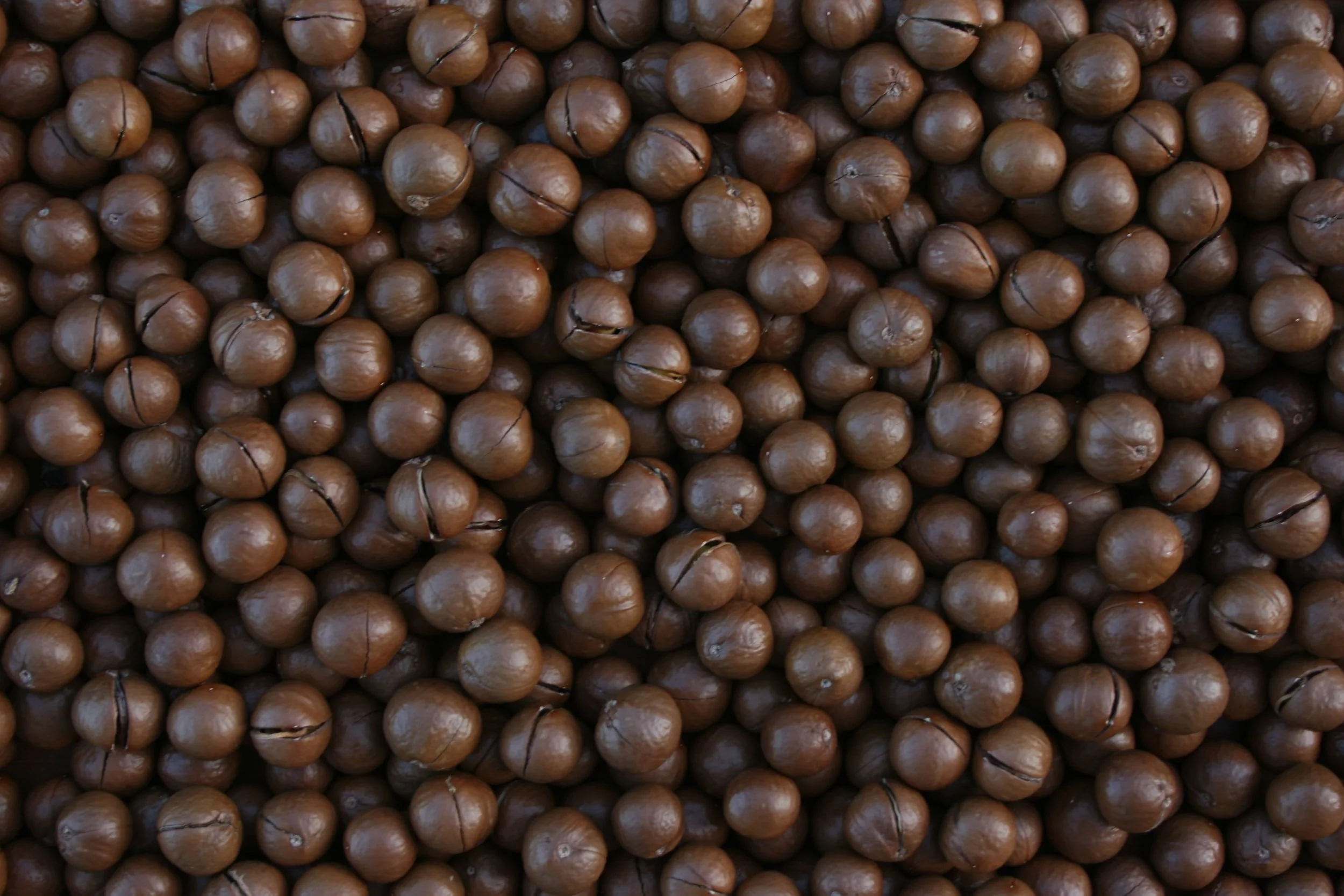 Kenya: CS Kuria Lifts Ban On Exportation of Raw Macadamia