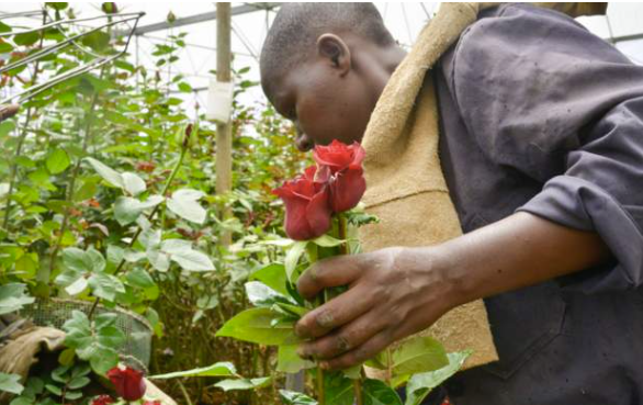 Why Kenya's new trade deal with the EU matters