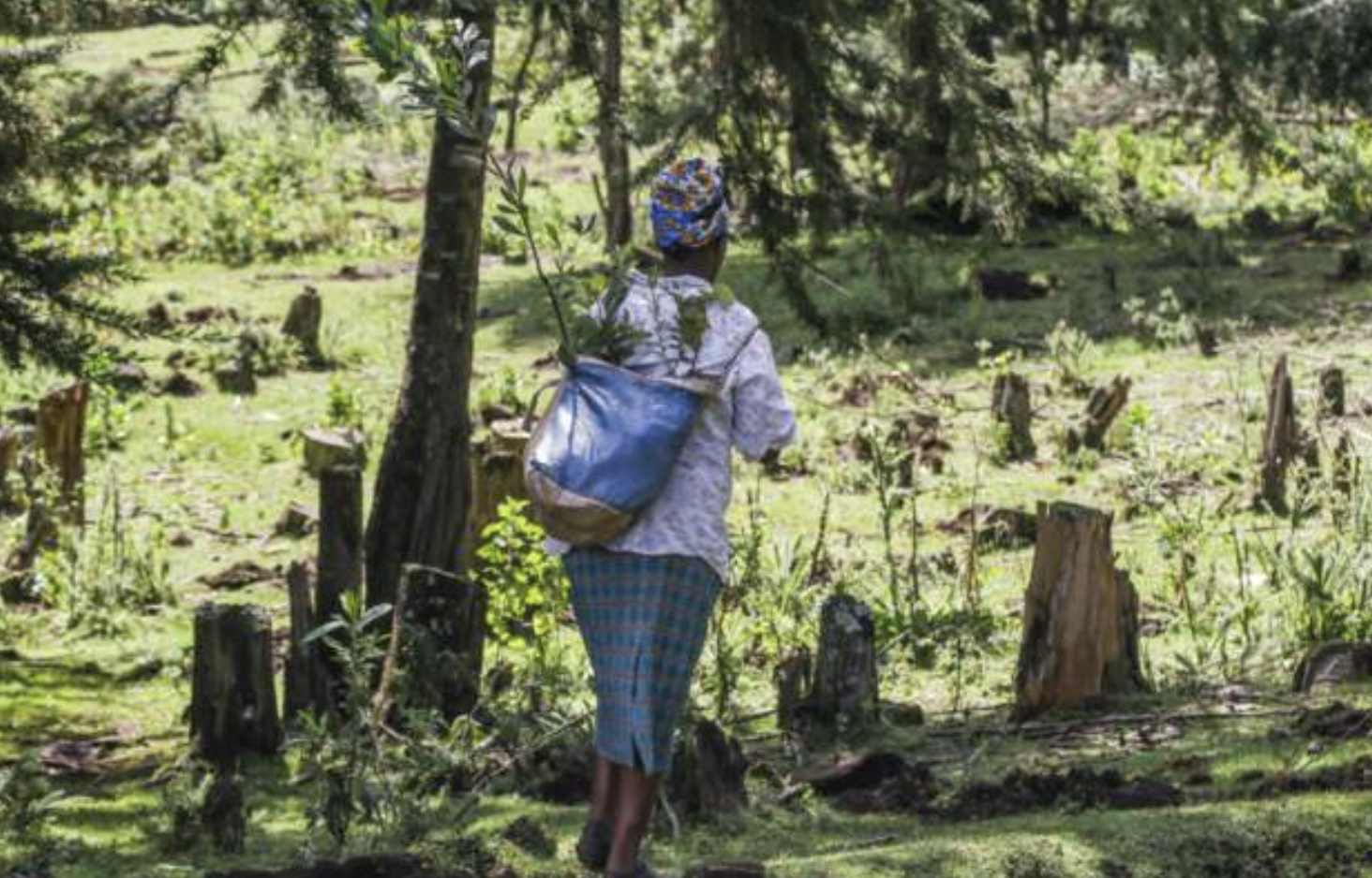 Kenyan president lifts six-year ban on logging