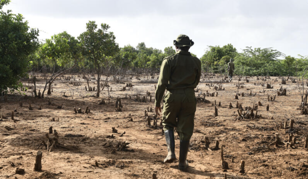 Kenya Law Society Pours Cold Water on President's Reversal of Logging Ban