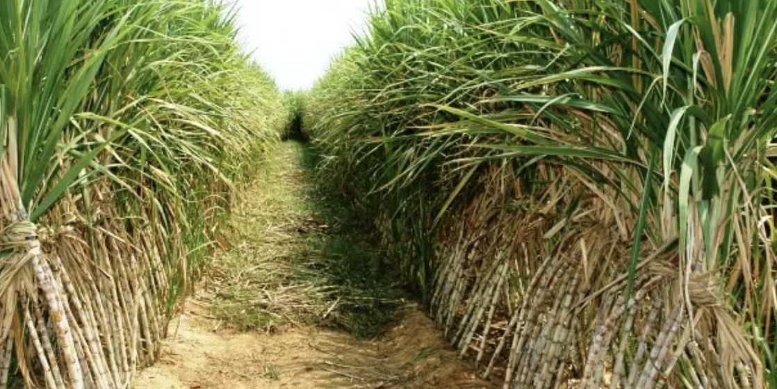 Kenya Cabinet Okays Commercialisation of 5 State-Owned Sugar Firms