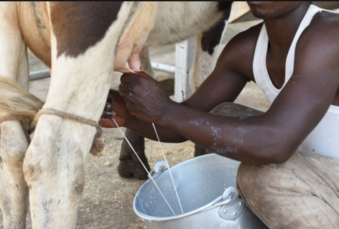 Blockade of Ugandan Milk On Agenda As Museveni Holds Talks With Ruto