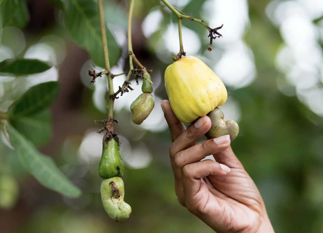 PM - Tanzania Government Determined to Revive Cashew Processing Factories