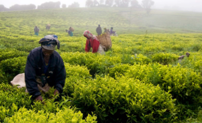 Tanzania's Journey to Transform Agriculture Gets Boost