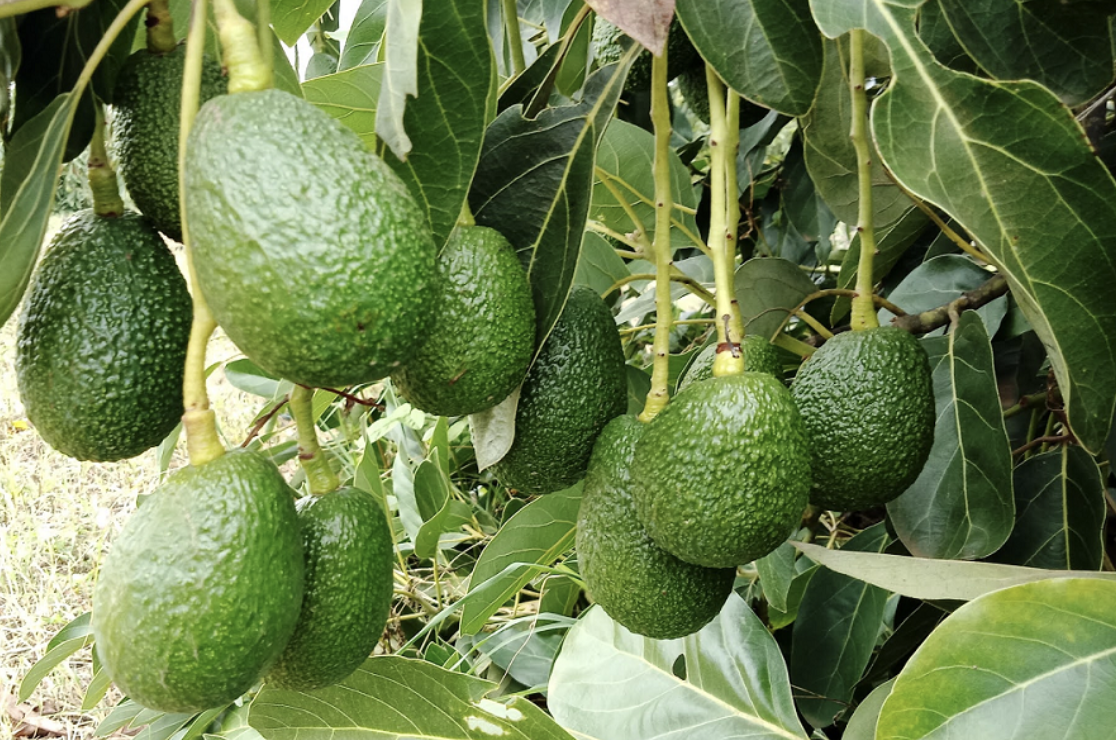 Kenya Exports First Consignment of Avocados to India