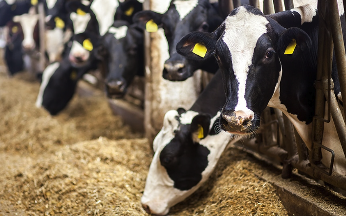 Probe Into Kenya Animal Feeds Price Fixing Set to Start