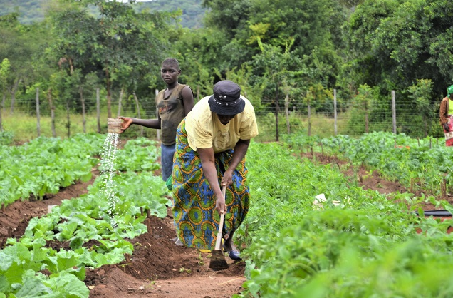 Uganda: Lack of Reliable Data Holding Uganda's Agriculture Sector Back, Experts Say