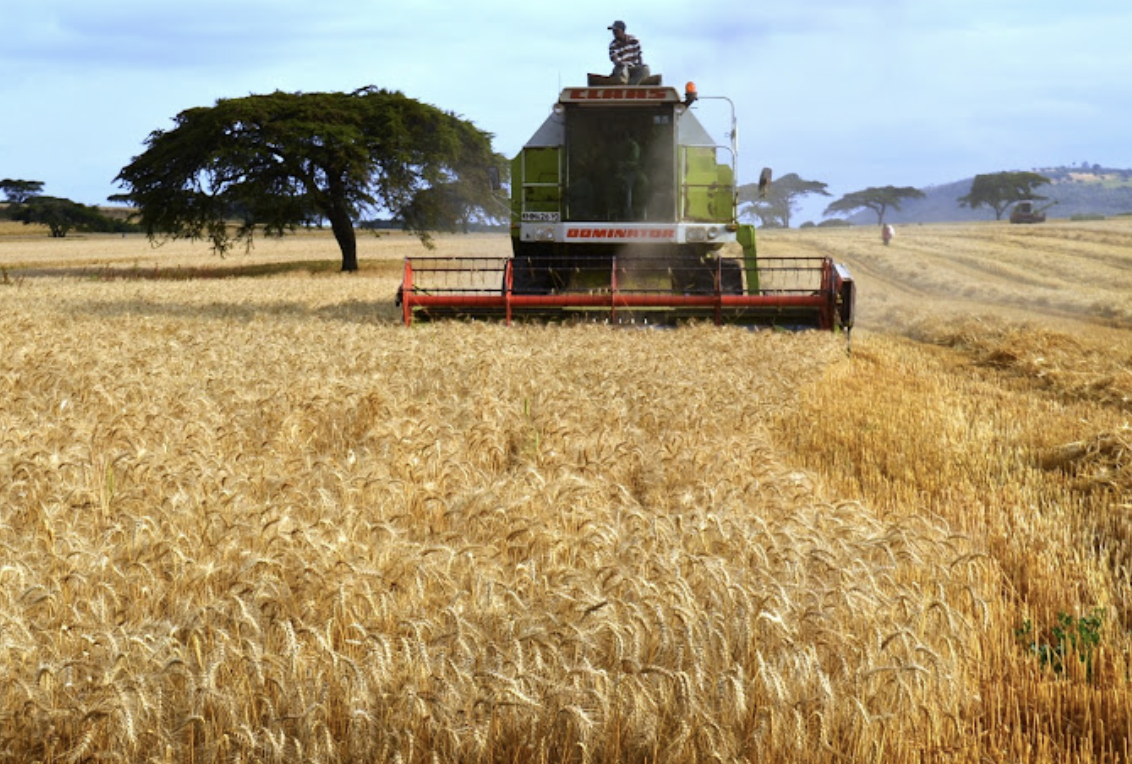 Kenya Government to Ban Wheat, Maize Imports to Protect Local Farmers