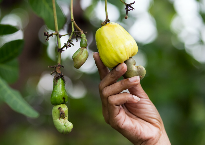 Tanzania VP Urges Africa to Boost Domestic Market for Cashews