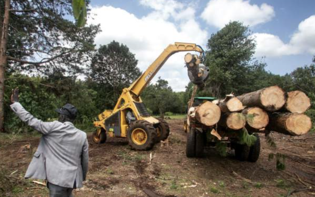 Kenya logging go-ahead broke the law - court