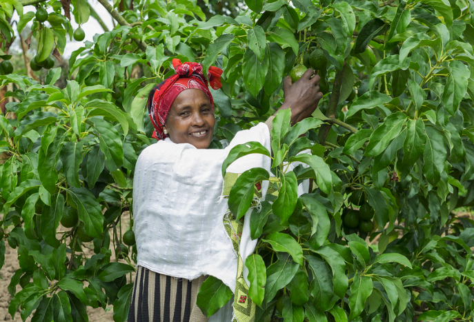 Ministry Identifies Major Areas to Boost Ethiopian Horticulture's Export Performance