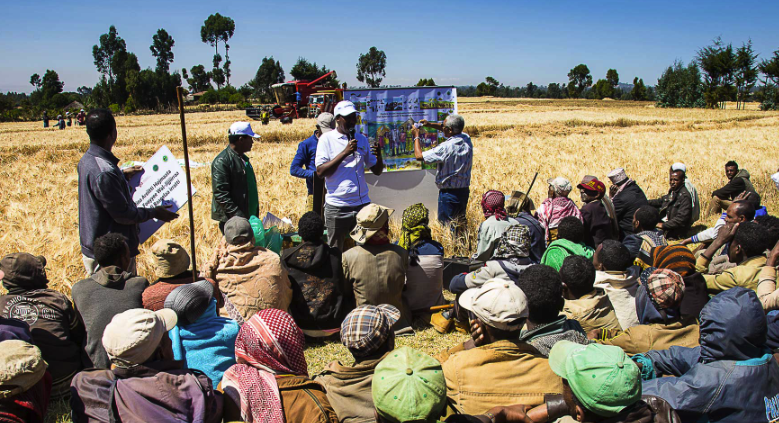 Ethiopia Cuts Importing Malting Barley
