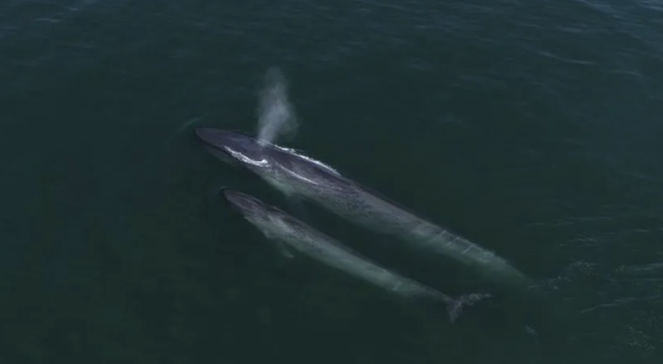 Blue whales: Ocean giants return to 'safe' tropical haven
