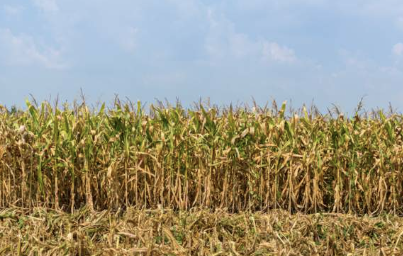 Outrage as four bodies found in Kenyan farm