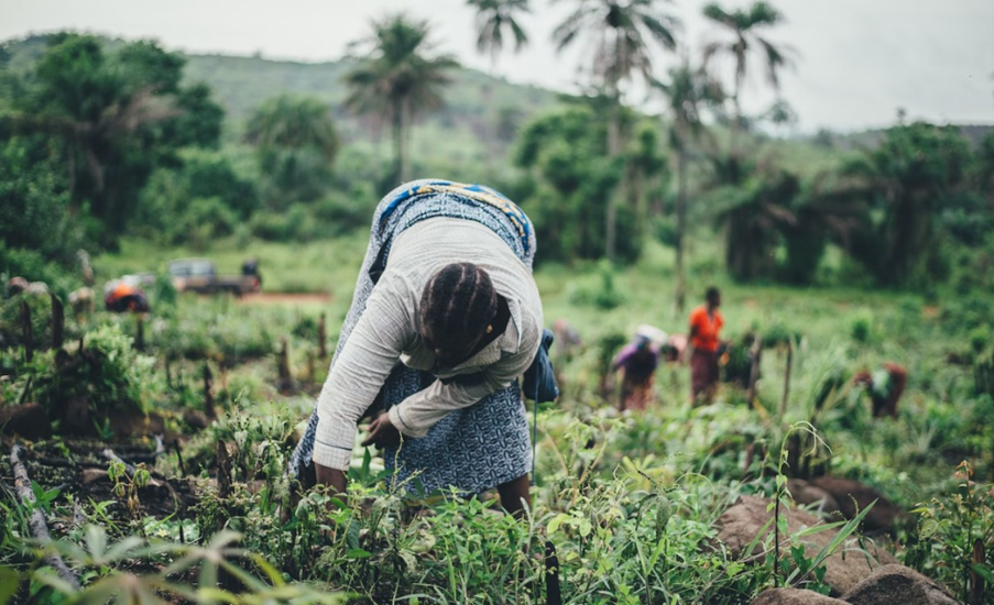 Uganda: Revolutionizing Teso's Cassava Landscape