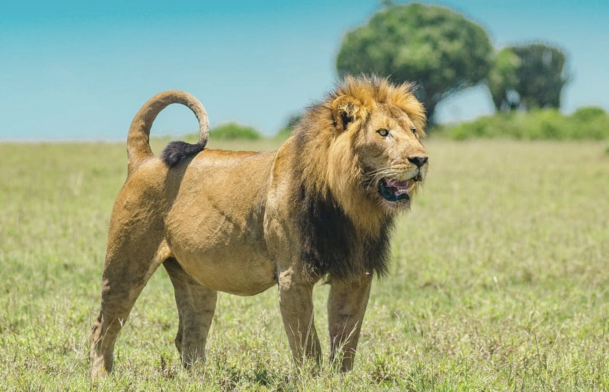 Kenyan rangers search for missing iconic Maasai Mara lion