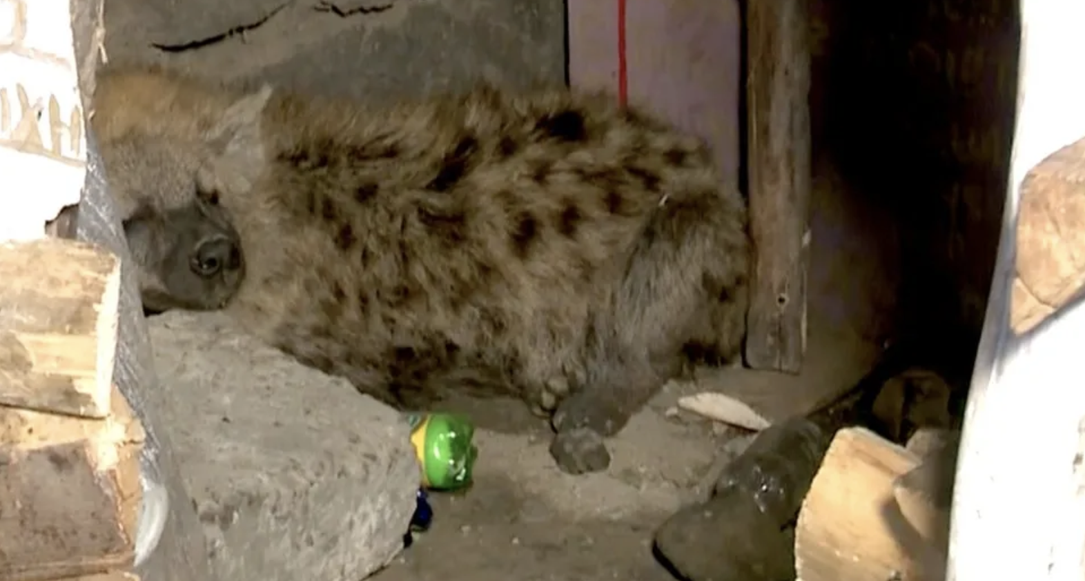 Hyena shocks Kenyan after sneaking into his Nakuru shop