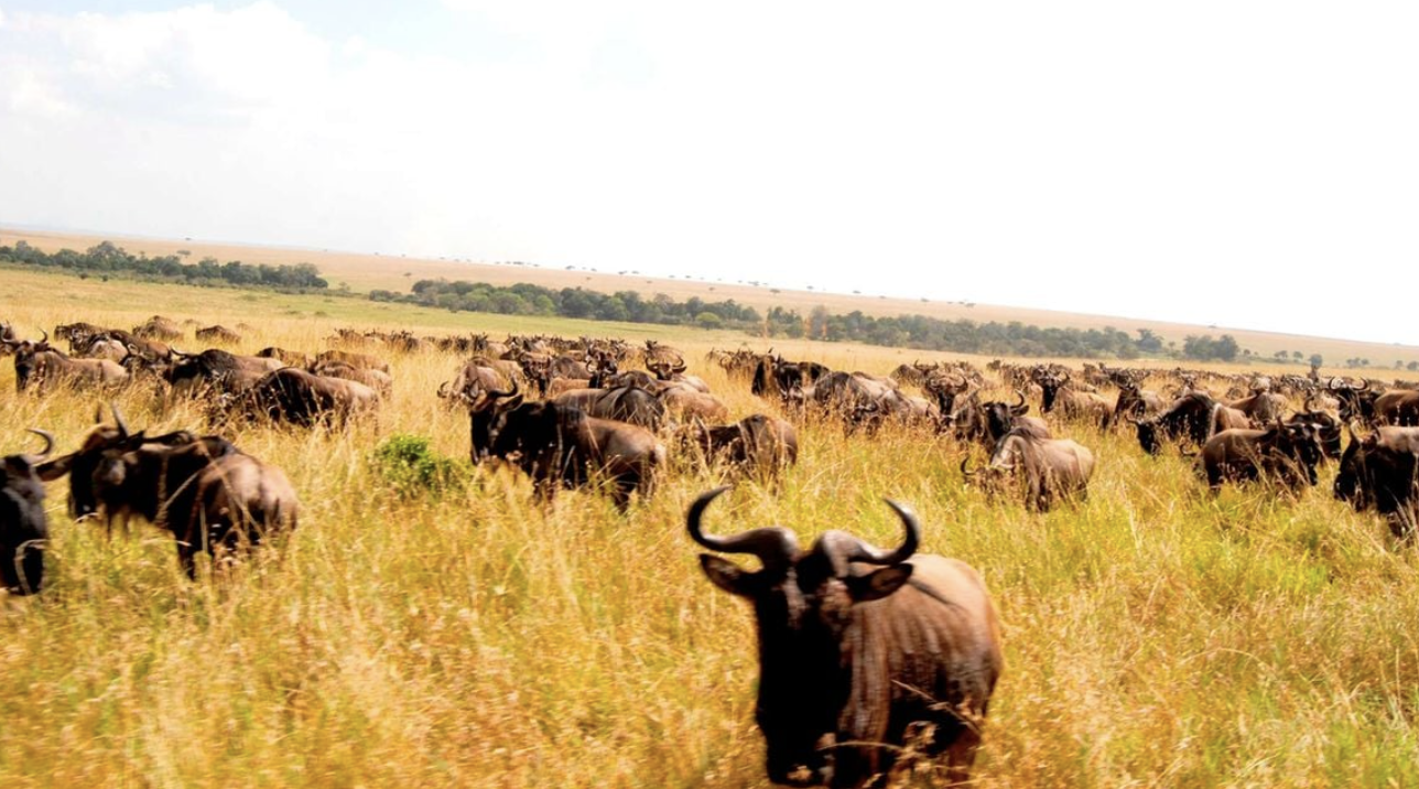 Tanzania revives plan to tarmac highway through Serengeti