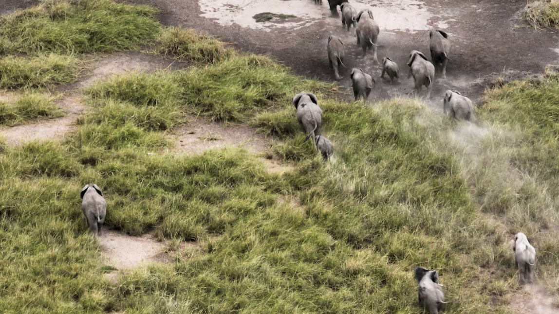 Elephant deaths trigger Kenyan call for Tanzania to curb hunts