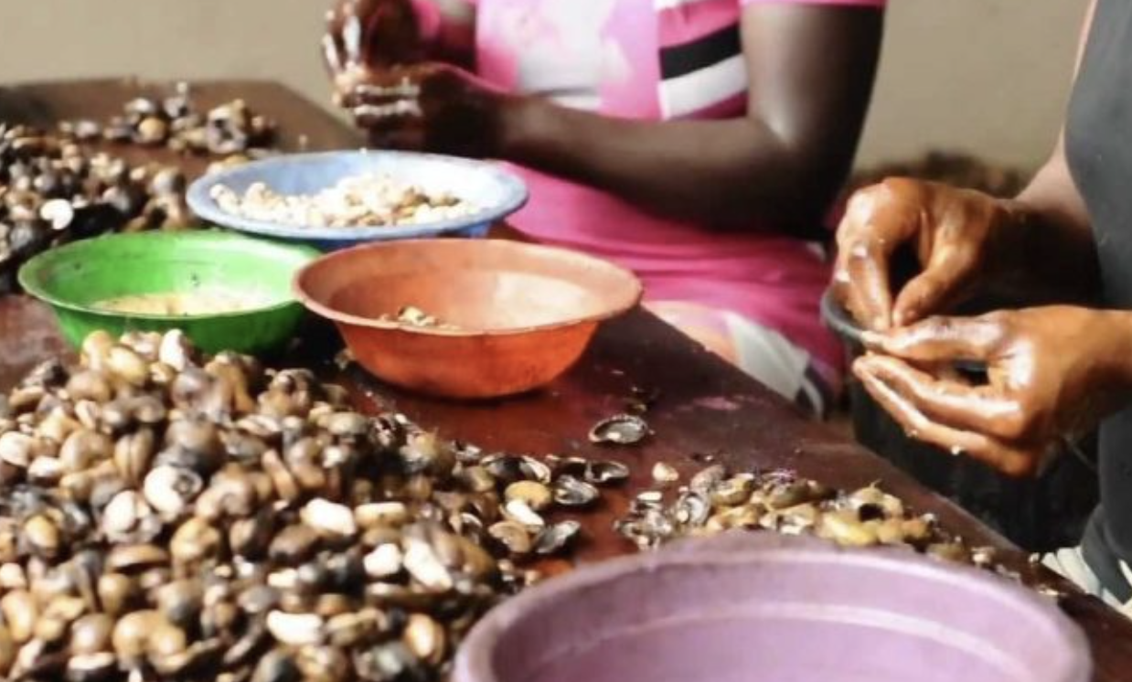 Tanzanian Govt Encourages Youth, Women to Engage in Cashew Nut Processing