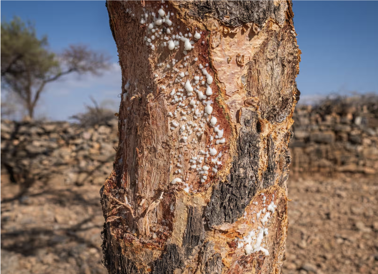 How the west’s wellness industry is driving Ethiopia’s frankincense trees towards extinction