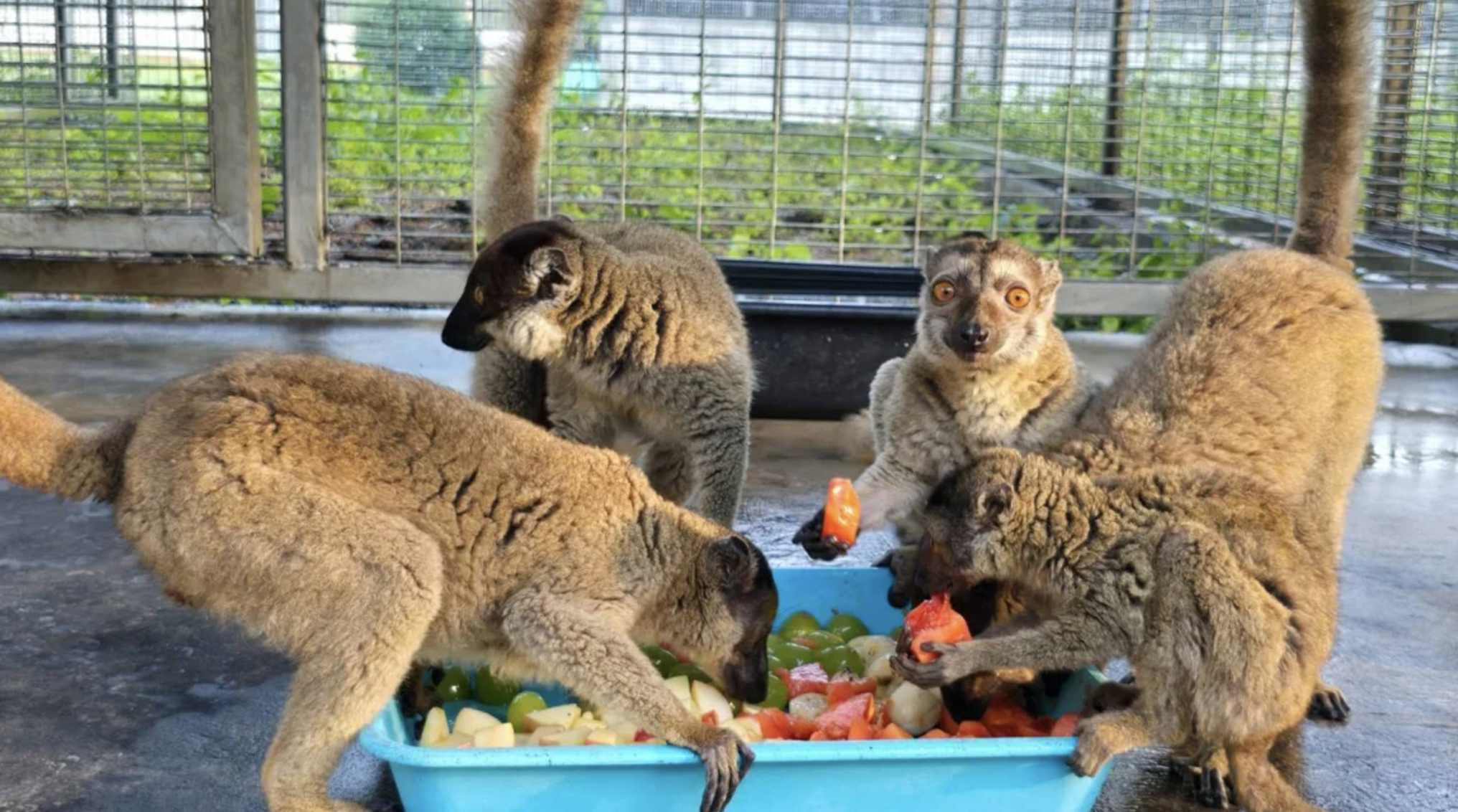 Nearly 1,000 endangered animals repatriated to Madagascar in anti-trafficking landmark