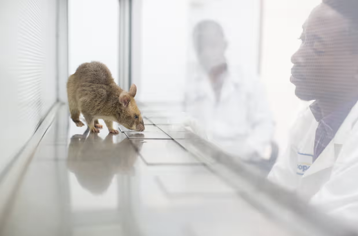  Cheap, smart and efficient: how giant rats are transforming the fight against TB