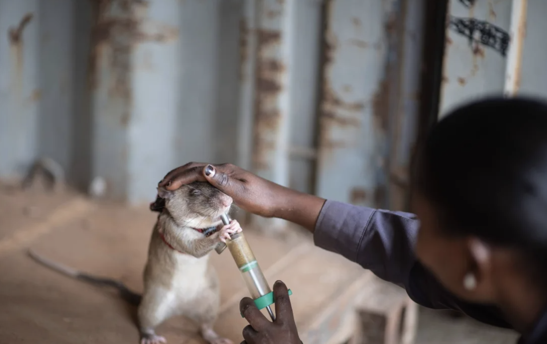 How giant rodents could rat on wildlife traffickers