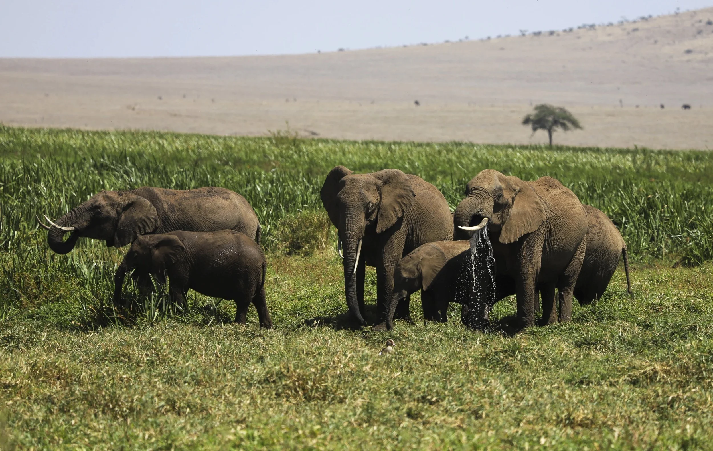 ‘Wildlife corridors’ are encouraged to support Kenya’s recovering animal populations