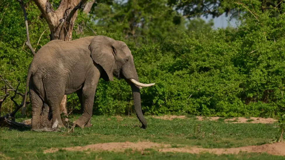 Family of British woman killed by elephant in Zambia call for report
