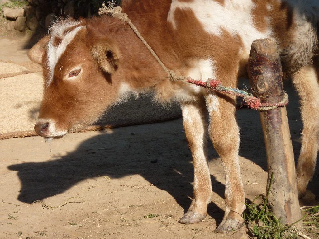Uganda: Foot &amp; Mouth Disease Outbreak Shuts Ntungamo Livestock Markets