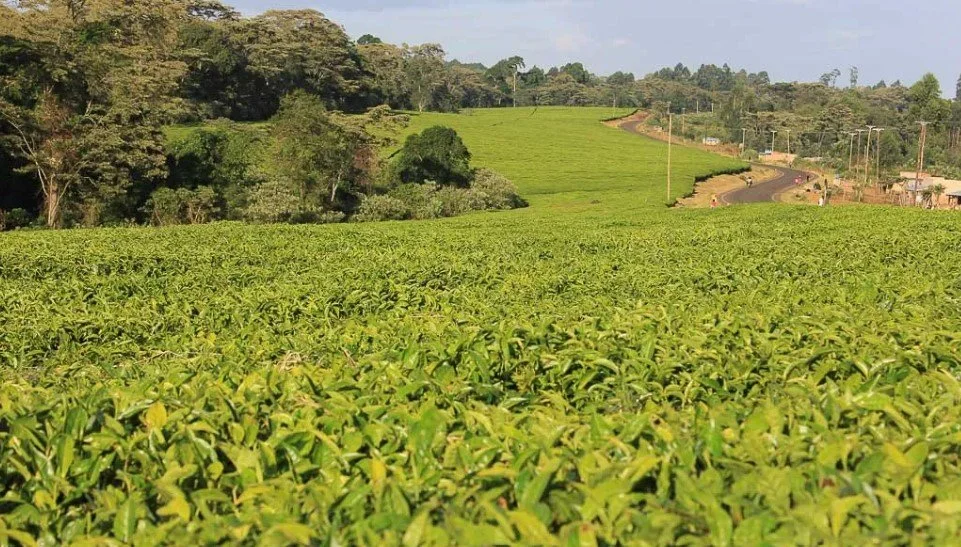 Kenya: Government Inject 3.5 Billion Shillings to Revamp Tea Sector