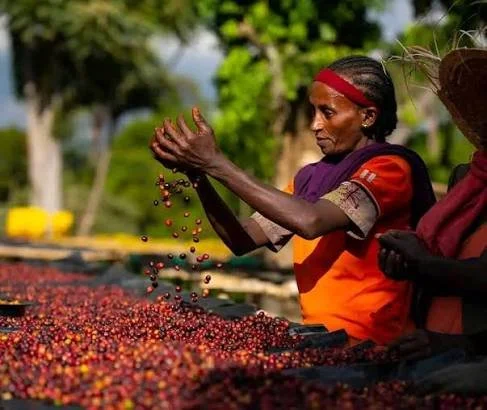 Ethiopia: Tourism, Record Coffee Exports and National Dialogue Mark a Week of Progress