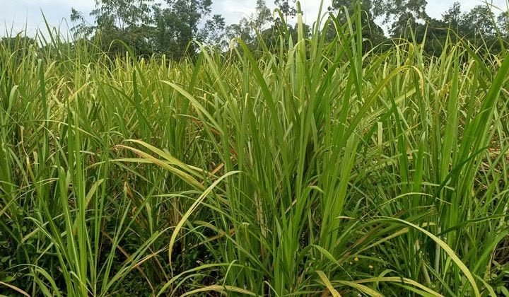 Kenya: Firm to Put Up Sh1.45bn Sugar Factory in Siaya County
