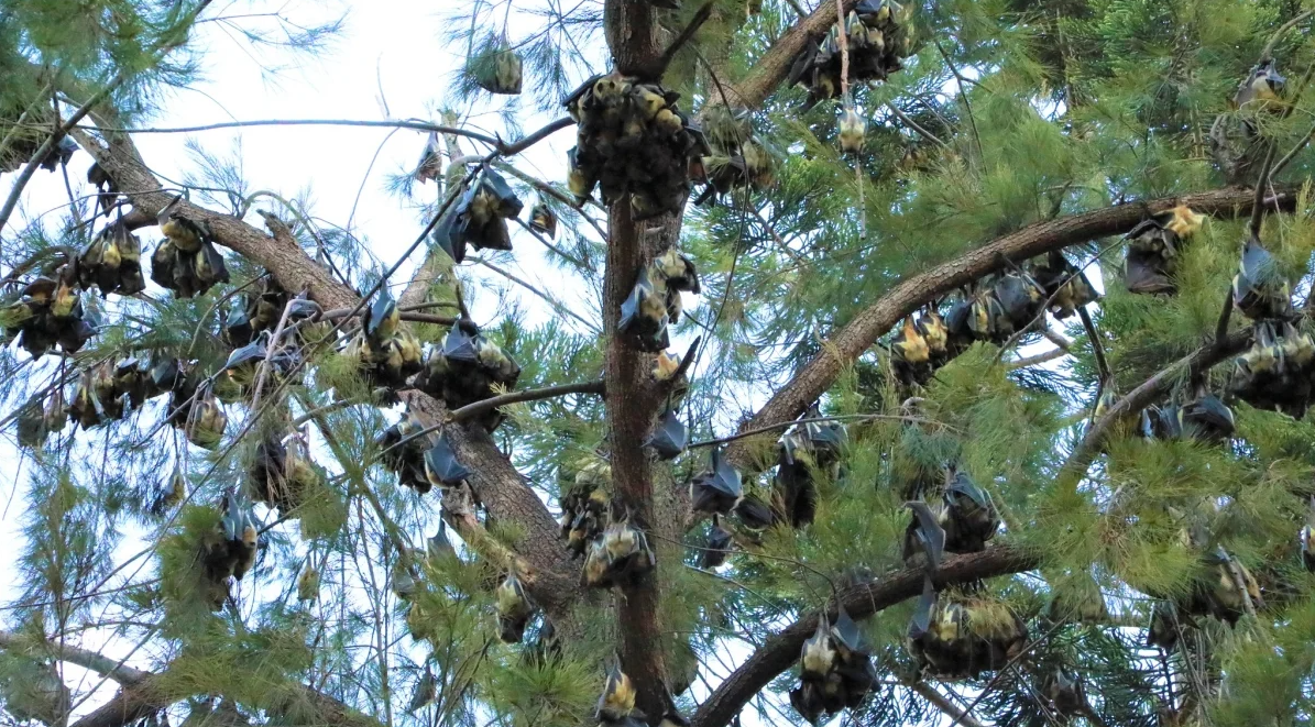 Rwanda: How Bat Conservation Protects People and Nature