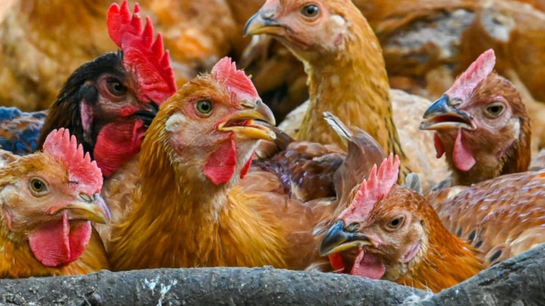 Kenya: Poultry Farmers Seek Protection From Rising Foreign Competition