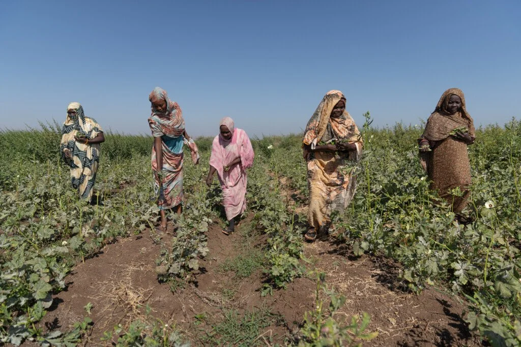 Africa: A Century of Agricultural Investment in Sudan - Why Has Development Failed?