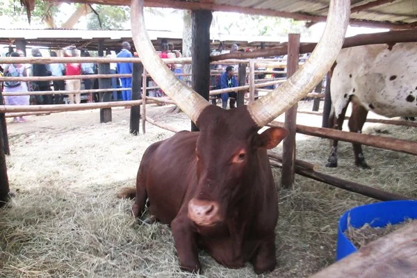 Uganda: Ntungamo Lifts Foot-and-Mouth Disease Quarantine in Most Areas