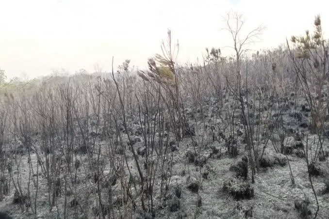 Kenya: Aberdare Forest Fire Rages for Fourth Day, Hundreds of Acres Destroyed