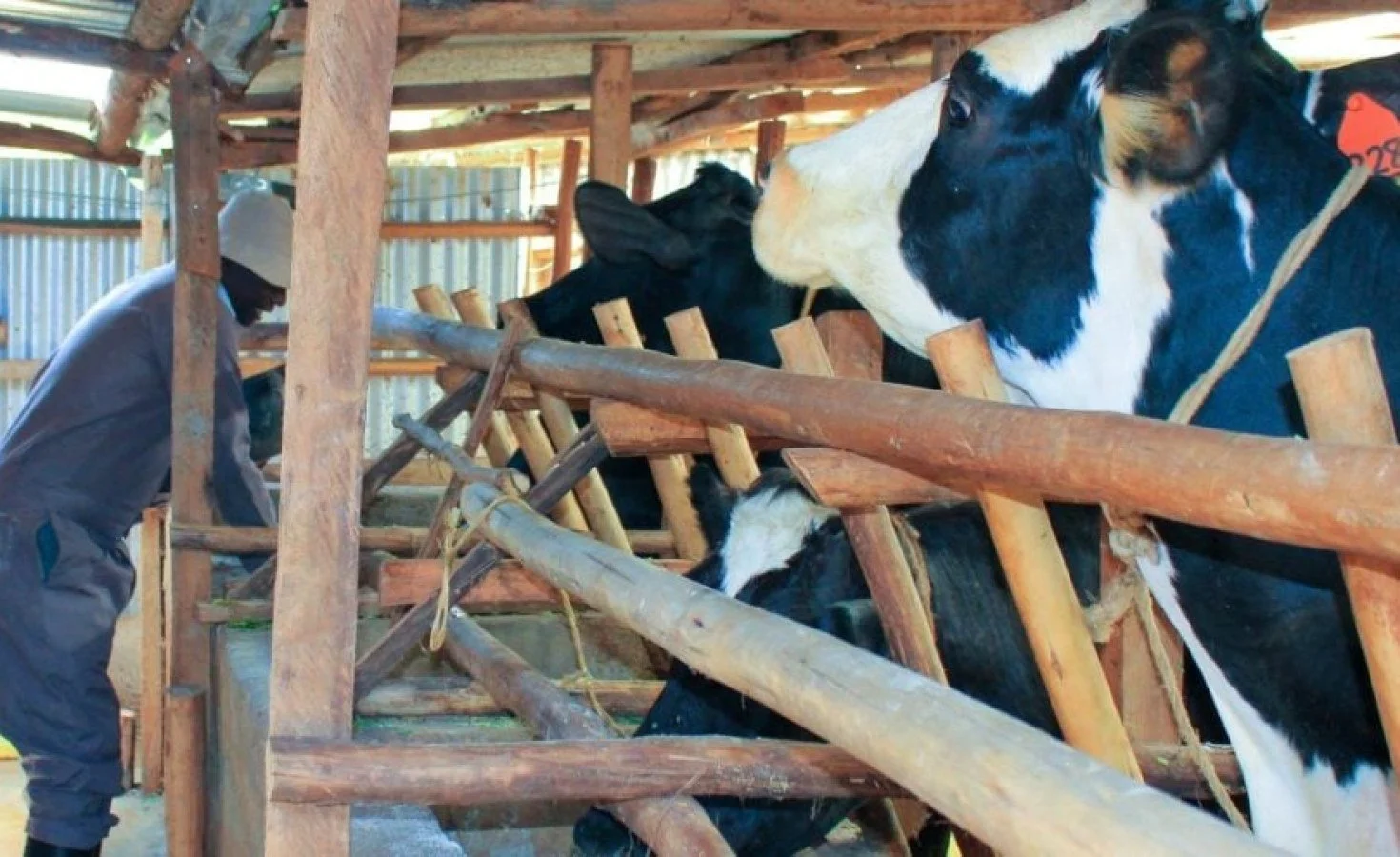 Kenya: Consumers Warn of Milk Price Squeeze As Formal Supply Falls