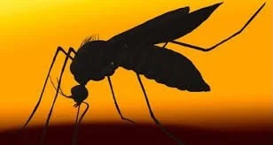 Rwanda: Malaria Incidence On Decline As Govt Targets High-Burden Areas