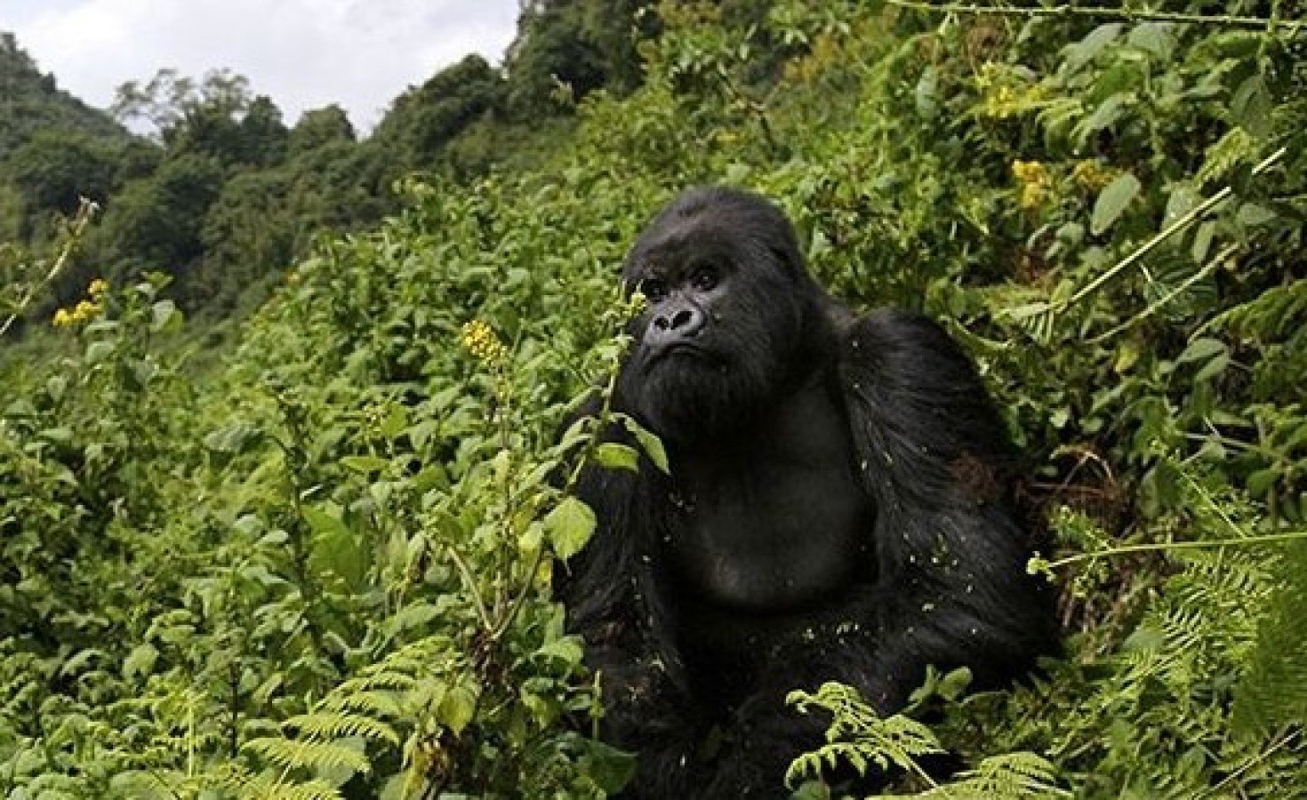 Uganda: Mountain Gorilla Population Rises to 1,063 Amid Calls to End Illegal Tracking