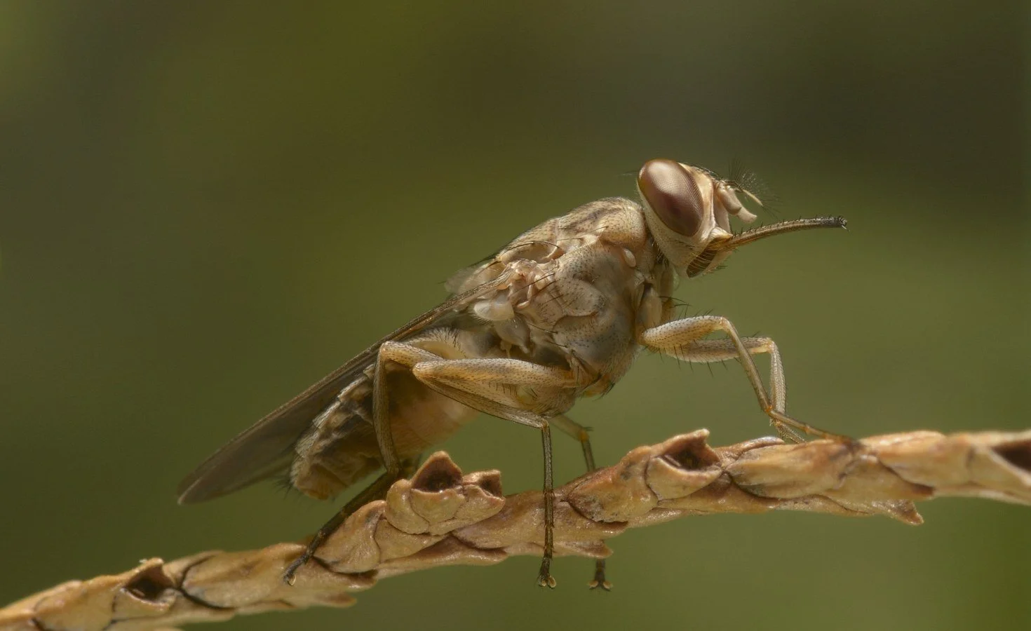 Tanzania: Accurate Data Key to Tsetse Fly Control