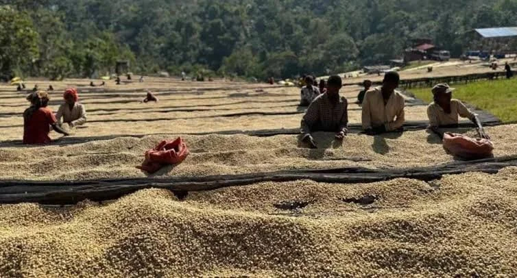 Ethiopia's Coffee Sector Faces $453 Million Export Risk Under EU Deforestation Rules