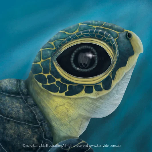 Turtle_eye_squarespace_web.jpg